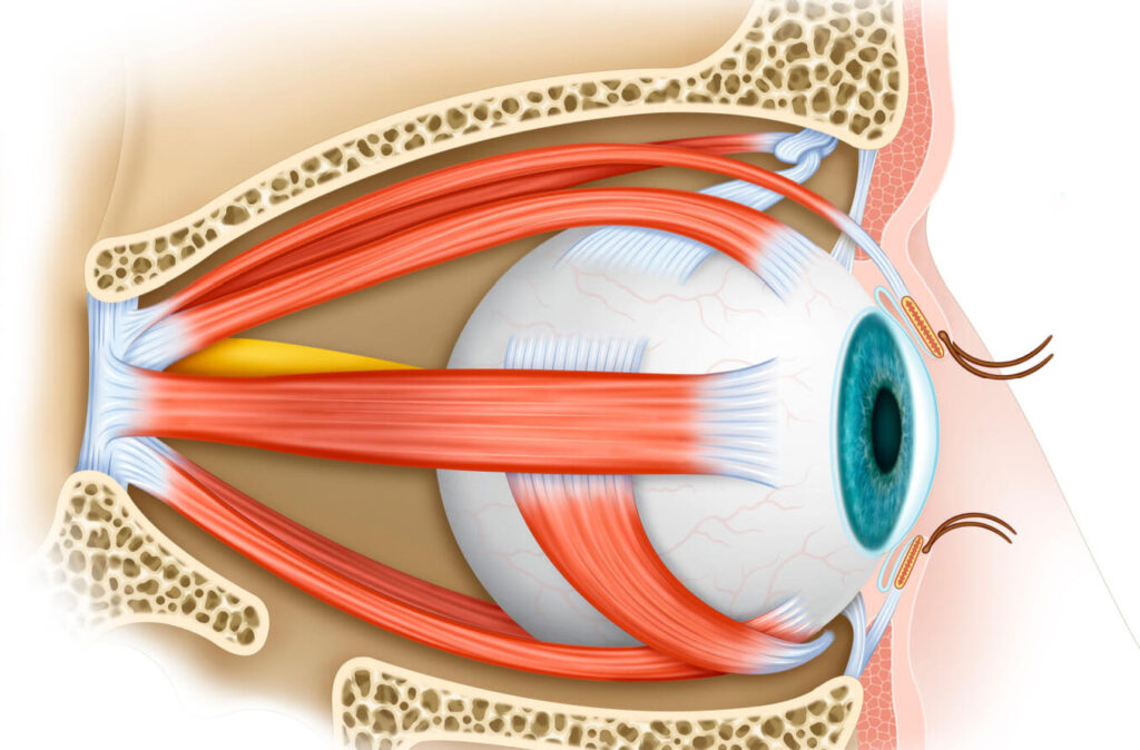 musculos na cirurgia estrabismo